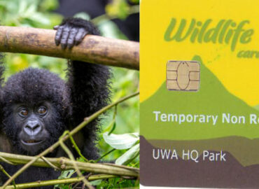 gorilla trekking permit cost