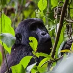 Bwindi gorilla safari