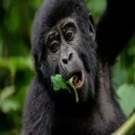 luxury gorilla chimp trekking
