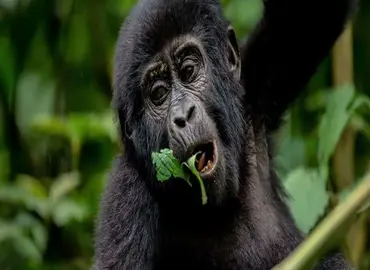 luxury gorilla chimp trekking