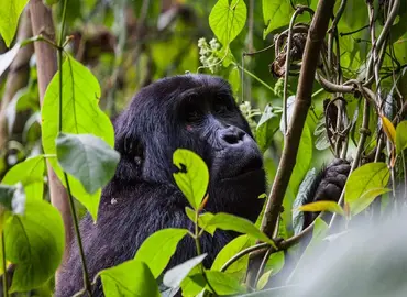 Bwindi gorilla safari