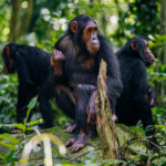gorilla chimpanzee trekking uganda