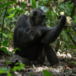 Uganda wildlife safari tour