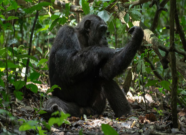 Uganda wildlife safari tour