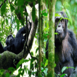 Murchison Falls chimpanzee trekking