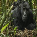 6-day Uganda gorilla safari
