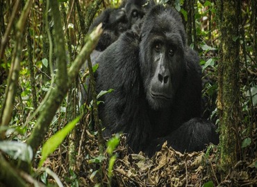 6-day Uganda gorilla safari