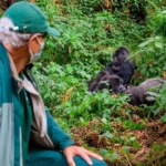 gorilla trekking