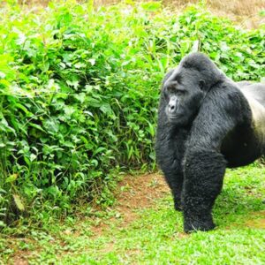 Read more about the article What to Really Expect on Your Bwindi Gorilla Trek