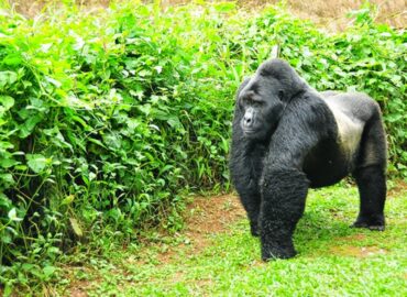 gorilla trek in Bwindi