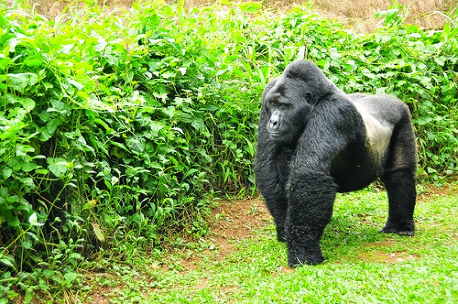 gorilla trek in Bwindi