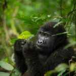 gorilla trekking in Bwindi