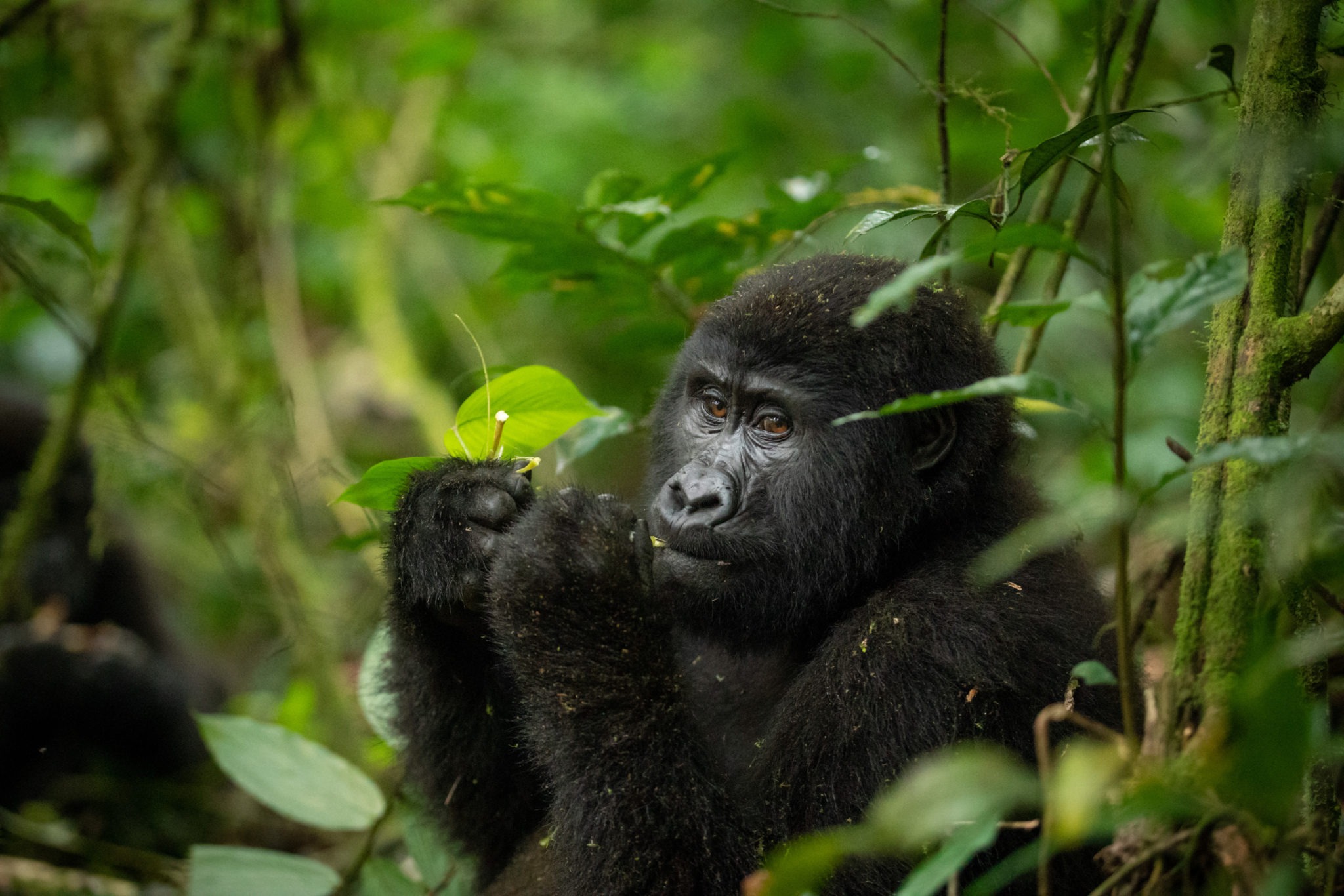 How Difficult Is Gorilla Trekking in Bwindi? An Honest Guide for First-Timers