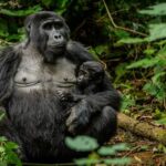 gorilla trekking and cultural tours