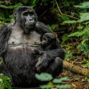 Read more about the article Gorilla Trekking and Cultural Tours: Discover the Soul of East Africa
