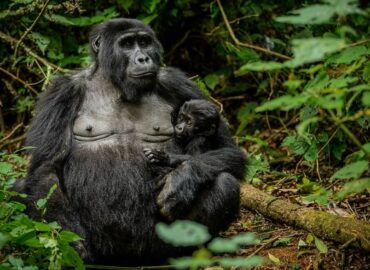 gorilla trekking and cultural tours