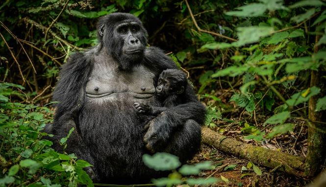 Gorilla Trekking and Cultural Tours: Discover the Soul of East Africa