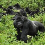 Gorilla Habituation Experience Safari