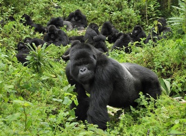 Gorilla Habituation Experience Safari