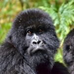 Bwindi Gorilla Safari Kigali