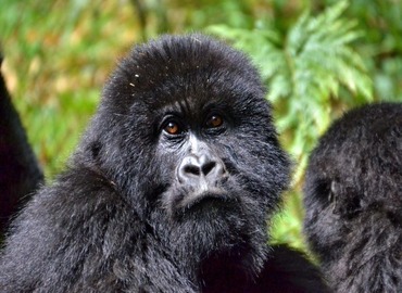 Bwindi Gorilla Safari Kigali