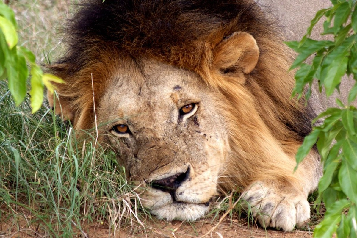Read more about the article 7 Day Tanzania and Burundi Safari Adventure – Wildlife, Culture & Hidden African Gems