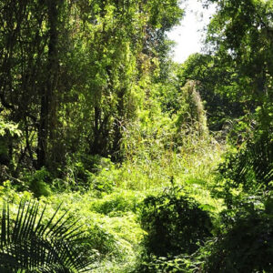 Read more about the article Discover the Untouched Beauty of Maramagambo Forest Uganda