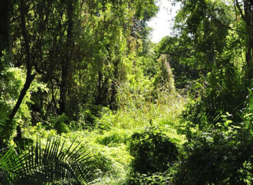 Maramagambo Forest Uganda