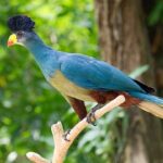 birds in maramagambo forest