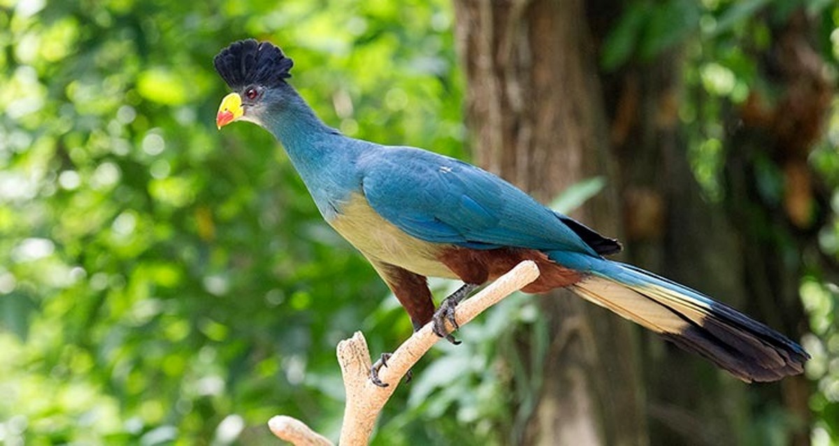Read more about the article Discover the Untouched Beauty of Maramagambo Forest Uganda
