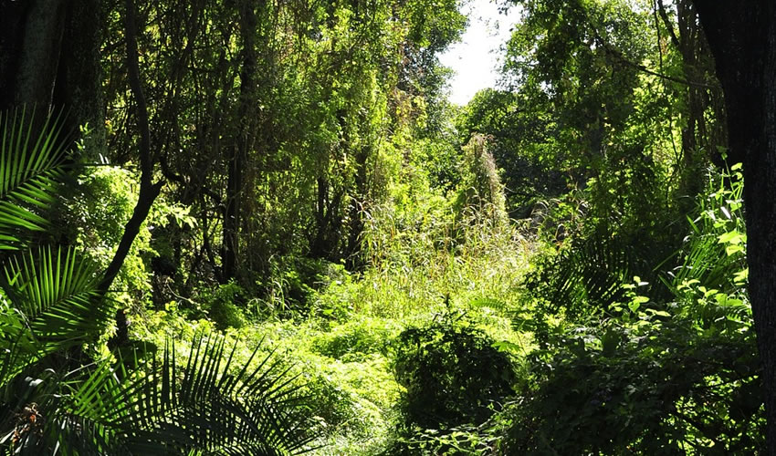 Discover the Untouched Beauty of Maramagambo Forest Uganda