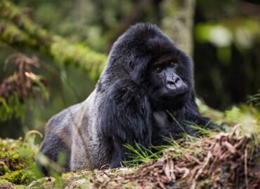 Masai Mara and gorilla trekking