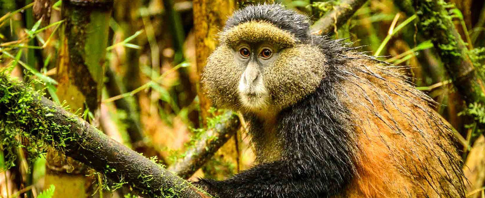 You are currently viewing 3-Day Primate Encounter: Rwanda Gorilla & Golden Monkey Trekking