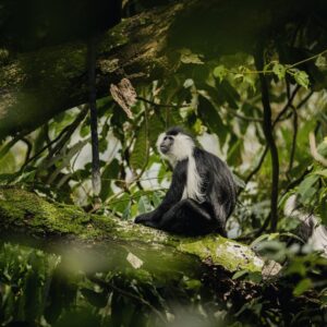 Read more about the article Nyungwe National Park: Rwanda’s Pristine Rainforest & Primate Paradise