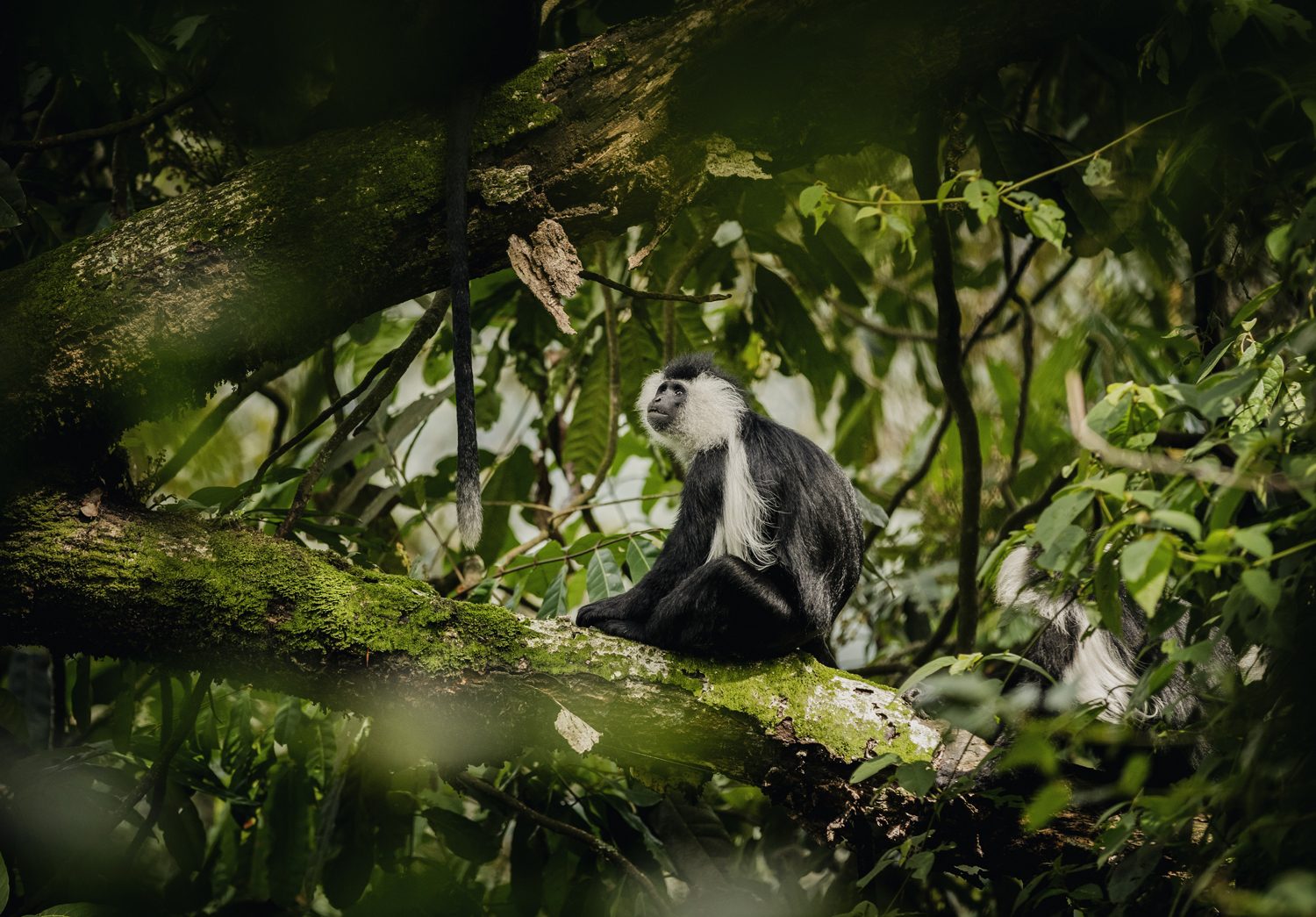 Nyungwe National Park: Rwanda’s Pristine Rainforest & Primate Paradise