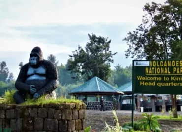 Gorilla trekking Rwanda