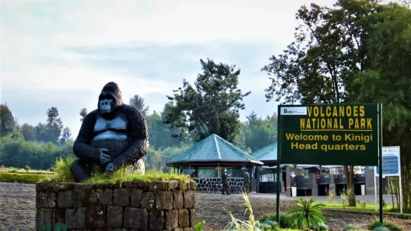 Volcanoes National Park Rwanda: The Ultimate Gorilla Trekking Guide