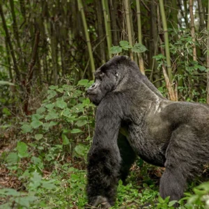 Read more about the article The Silverback Gorilla: 10 Powerful Facts About the Jungle’s Patriarch