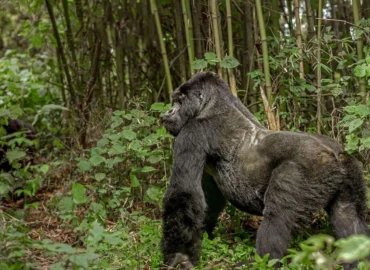 Leadership of silverback gorillas