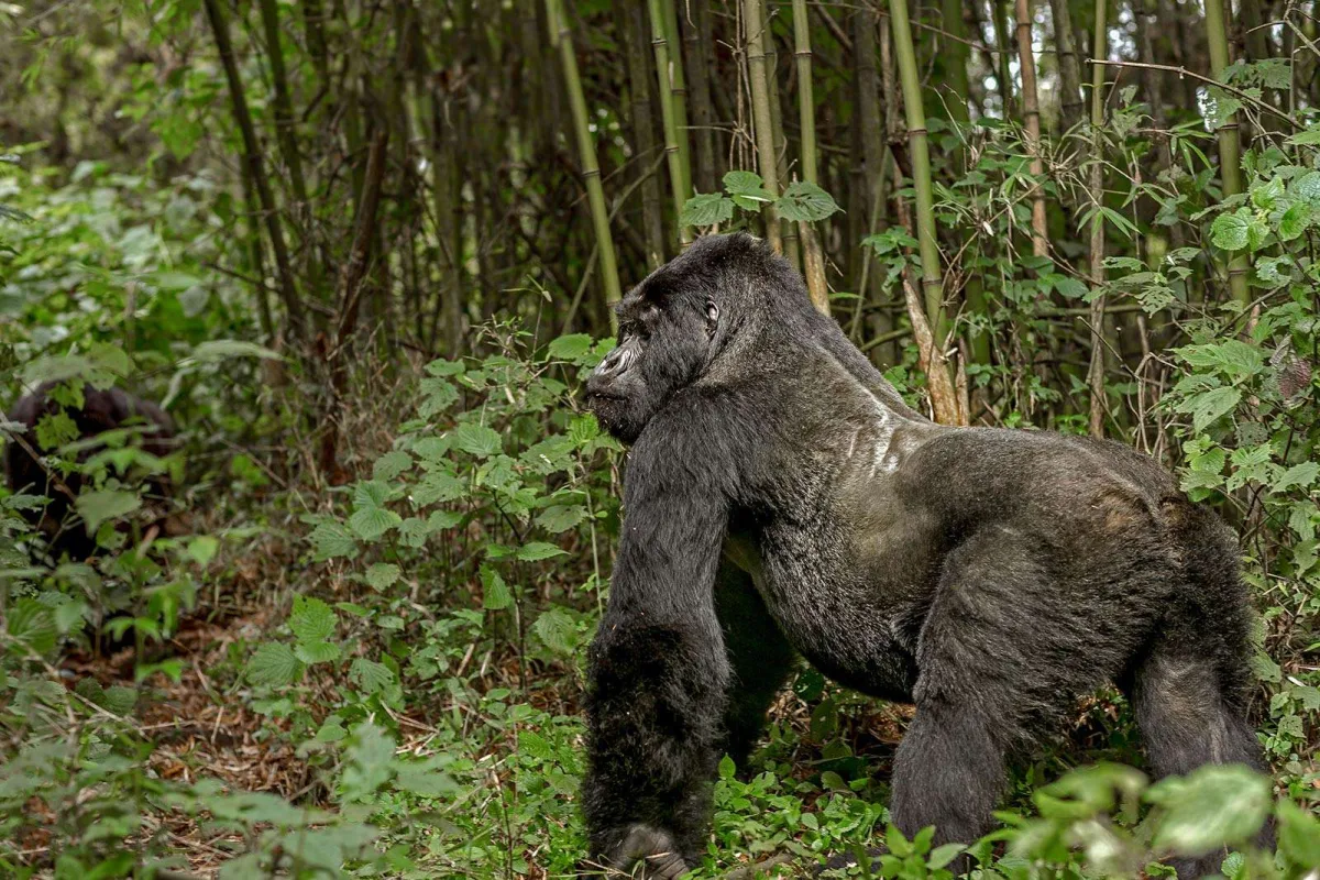 The Silverback Gorilla: 10 Powerful Facts About the Jungle’s Patriarch