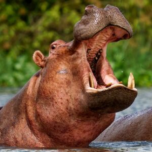 Read more about the article Top National Parks in Uganda for Unforgettable Game Drives