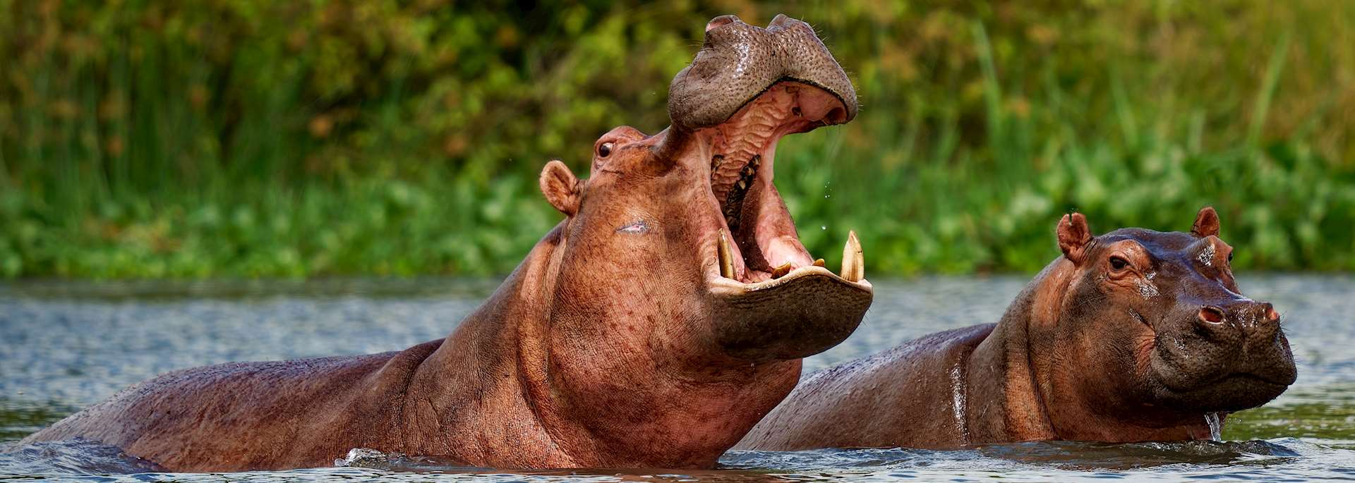You are currently viewing 6 DAYS SAFARI TO UGANDA (Bwindi, Murchison and Kibale)