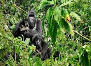 uganda gorilla wildlife safari
