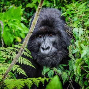 Read more about the article 5-Days Best Uganda Wildlife Safari Tour