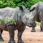 Big Five in Uganda