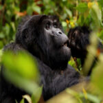 10 Days Uganda Safari