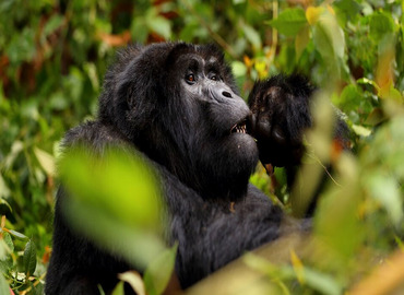 10 Days Uganda Safari