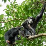7 Days Ultimate Uganda Safari – Chimpanzees, Gorillas & Wildlife Adventure