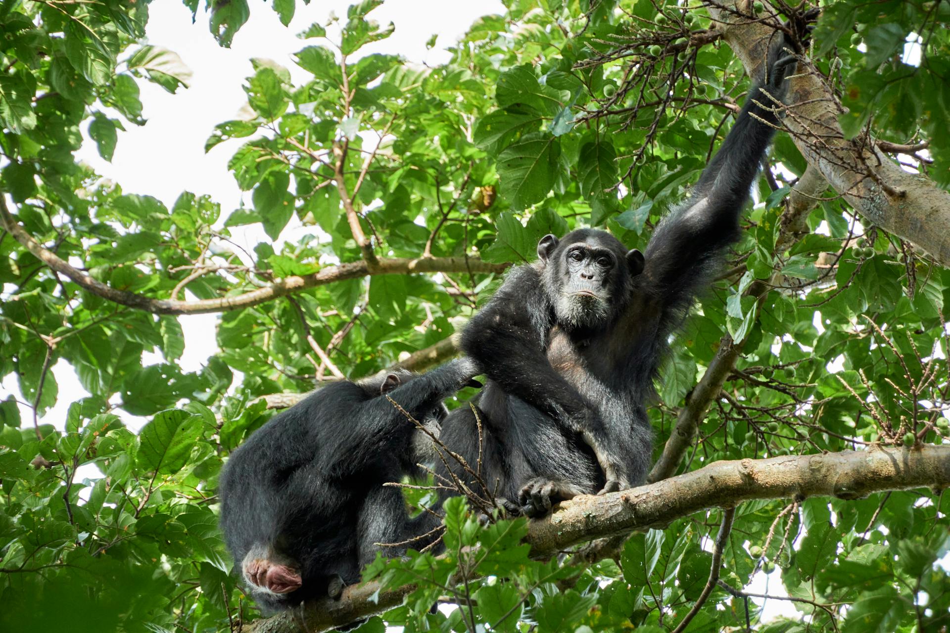 You are currently viewing 7 Days Ultimate Uganda Safari – Chimpanzees, Gorillas & Wildlife Adventure