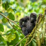 7 Days Uganda Safari